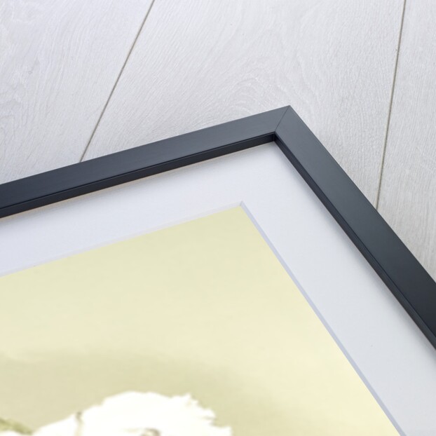 Cattleya mossiae var reineckiana by F. Sander