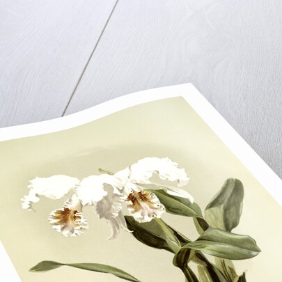 Cattleya mossiae var reineckiana by F. Sander