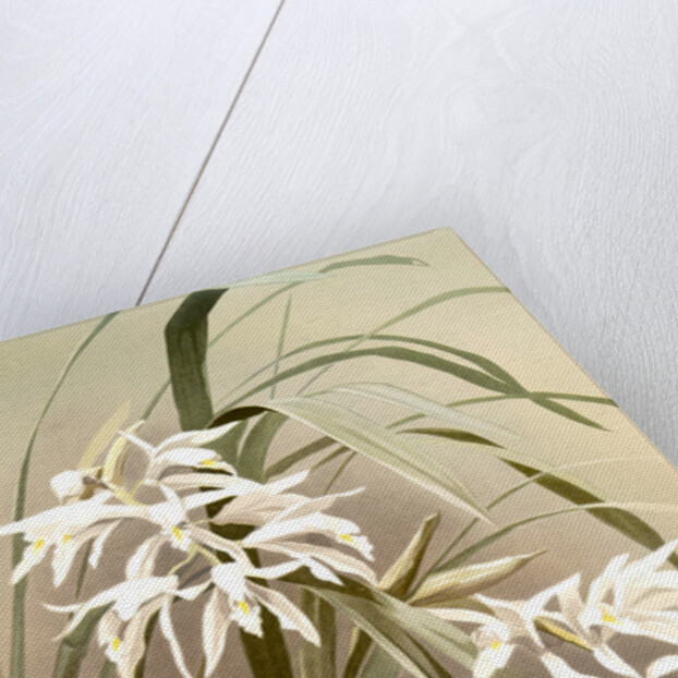 Cymbidium mastersi by F. Sander