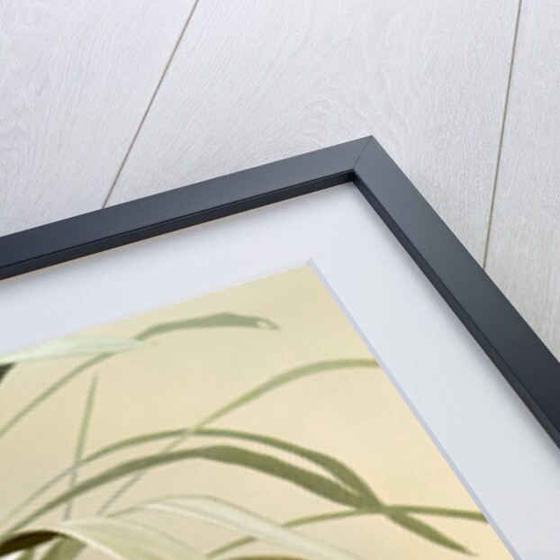 Cymbidium mastersi by F. Sander