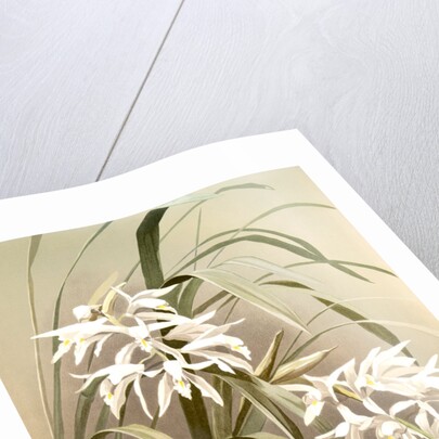 Cymbidium mastersi by F. Sander