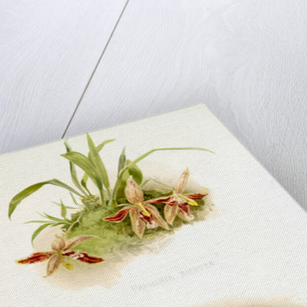 Paphinia rugosa; Zygopetalum xanthinum by F. Sander