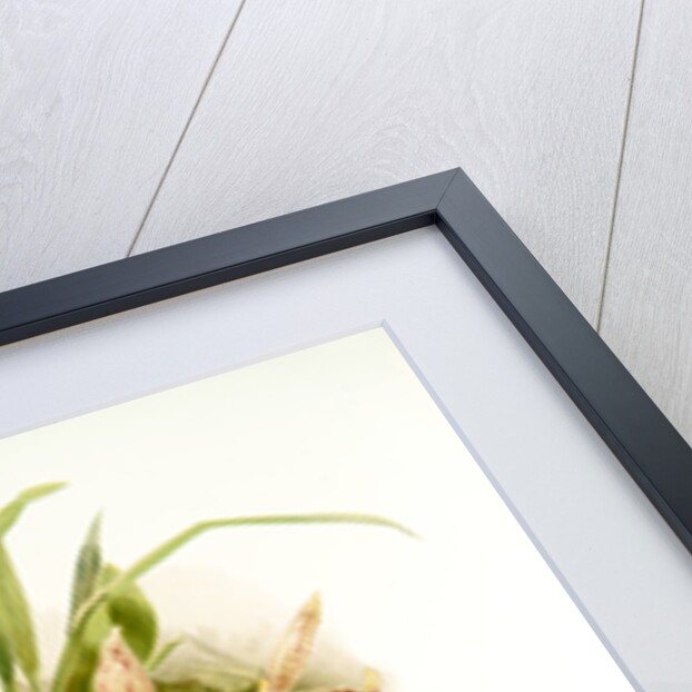 Paphinia rugosa; Zygopetalum xanthinum by F. Sander