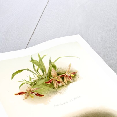 Paphinia rugosa; Zygopetalum xanthinum by F. Sander