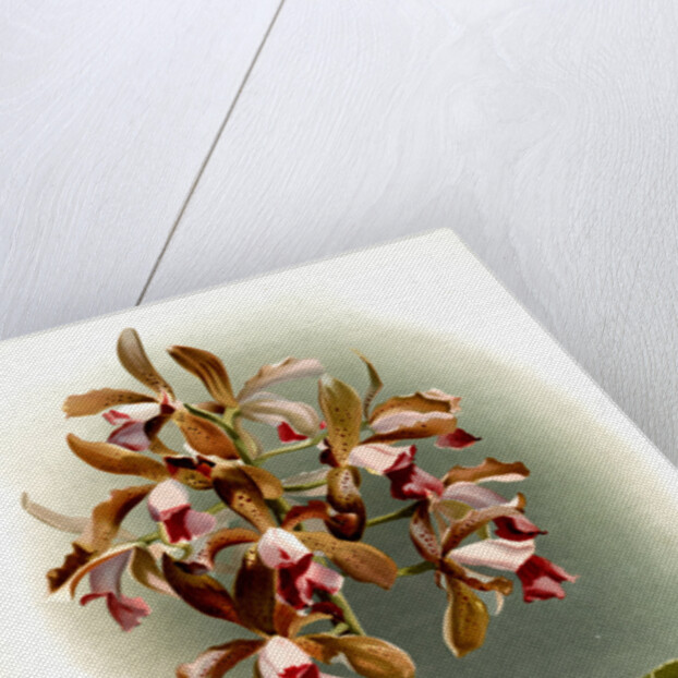 Cattleya guttata leopoldi by F. Sander