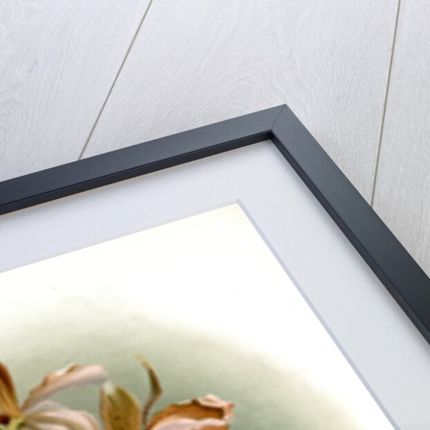 Cattleya guttata leopoldi by F. Sander