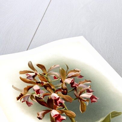 Cattleya guttata leopoldi by F. Sander