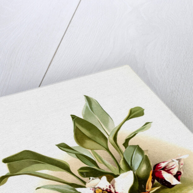 Maxillaria sanderiana by F. Sander