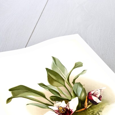 Maxillaria sanderiana by F. Sander