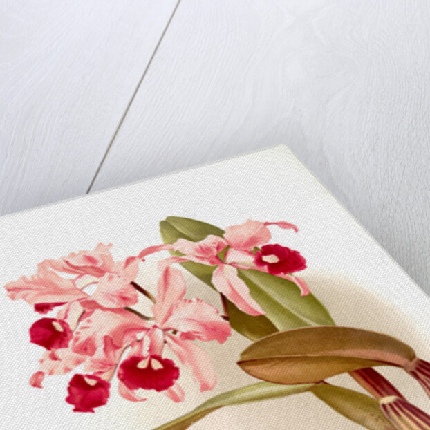 Cattleya lawrenceana by F. Sander