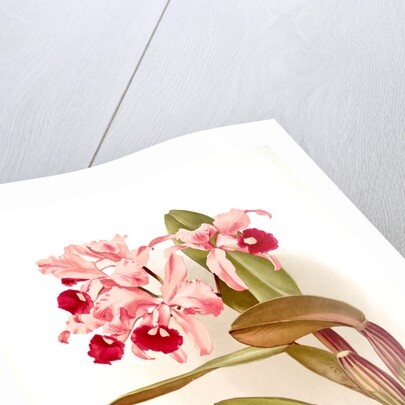 Cattleya lawrenceana by F. Sander