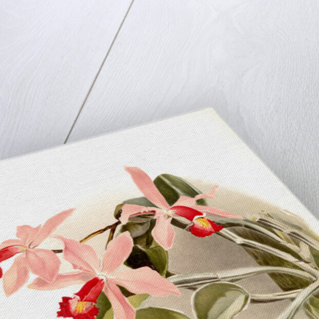 Cattleya superba splendens by F. Sander