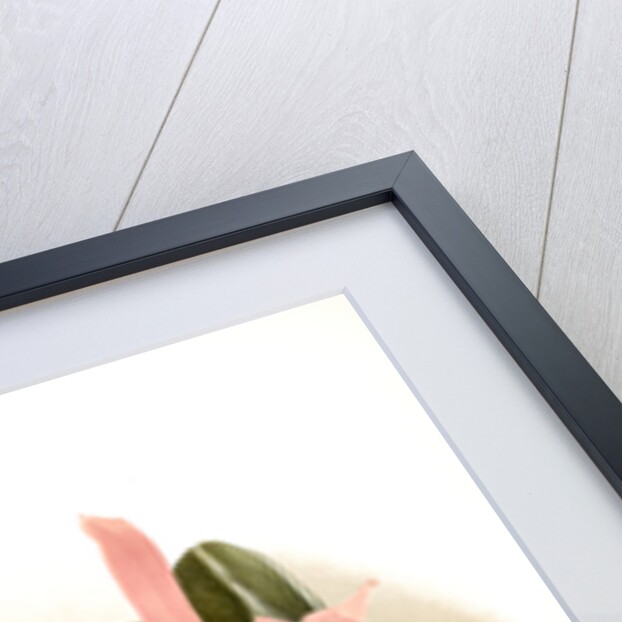 Cattleya superba splendens by F. Sander