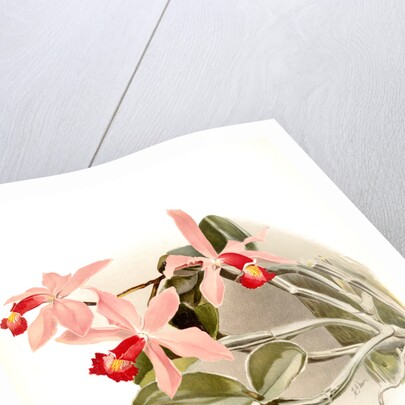 Cattleya superba splendens by F. Sander