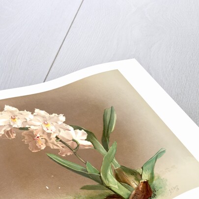 Odontoglossum crispum by F. Sander