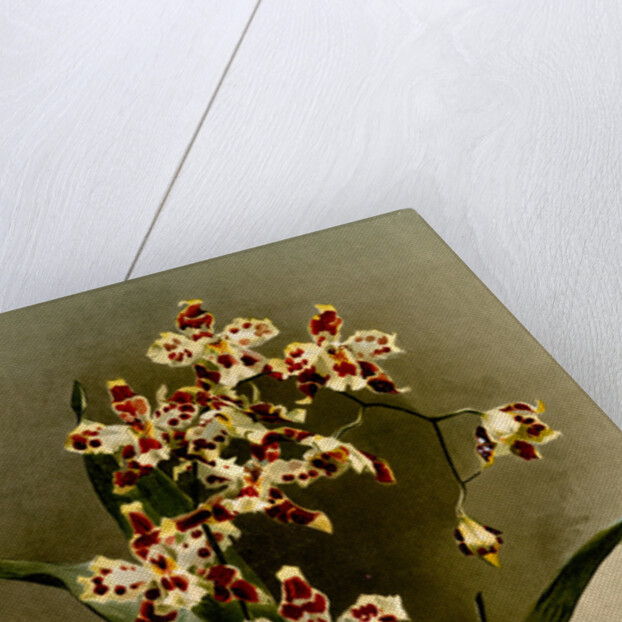 Odontoglossum wilckeanum var rothschildianum by F. Sander