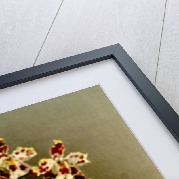 Odontoglossum wilckeanum var rothschildianum by F. Sander