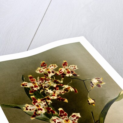 Odontoglossum wilckeanum var rothschildianum by F. Sander