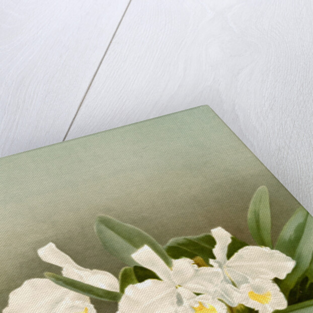 Cattleya trianae alba by F. Sander