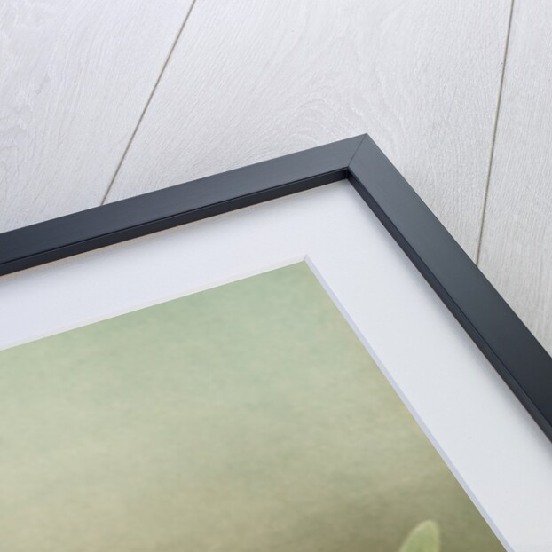 Cattleya trianae alba by F. Sander