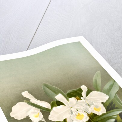 Cattleya trianae alba by F. Sander