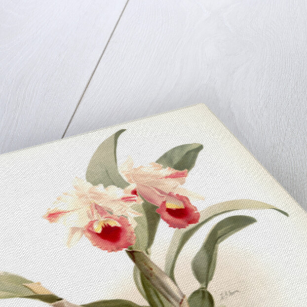 Cattleya labiata trianaei by F. Sander