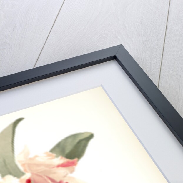 Cattleya labiata trianaei by F. Sander