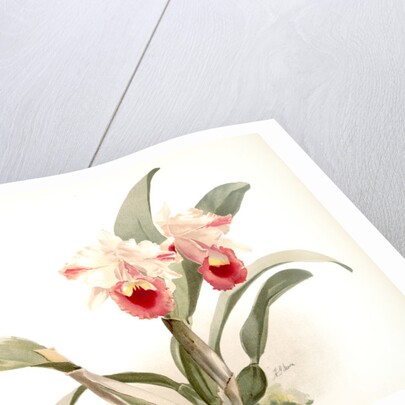 Cattleya labiata trianaei by F. Sander