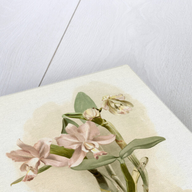 Cattleya o'brieniana by F. Sander