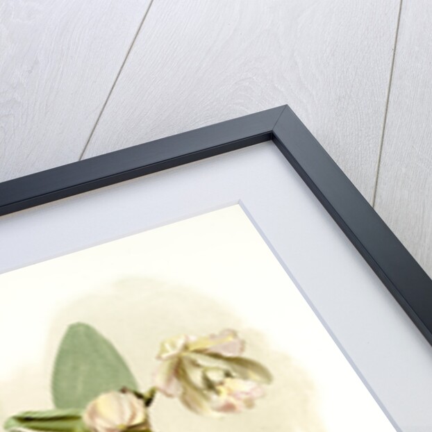 Cattleya o'brieniana by F. Sander