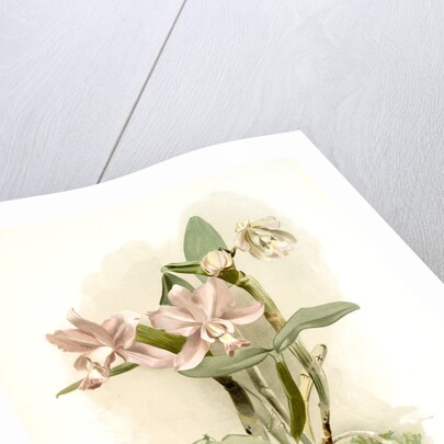 Cattleya o'brieniana by F. Sander