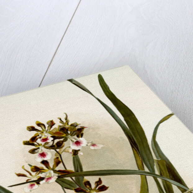 Epidendrum atro-purpureum var randianum by F. Sander