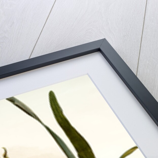 Epidendrum atro-purpureum var randianum by F. Sander