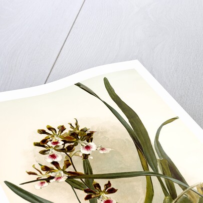 Epidendrum atro-purpureum var randianum by F. Sander