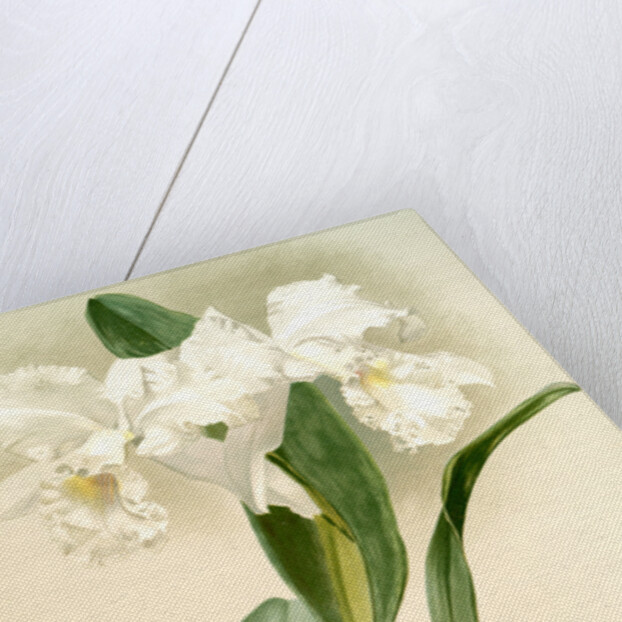 Cattleya mendelii quorndon house var by F. Sander