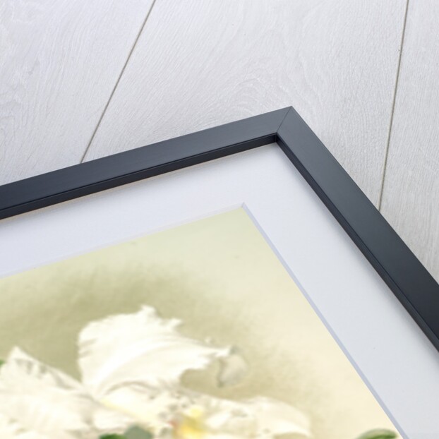 Cattleya mendelii quorndon house var by F. Sander