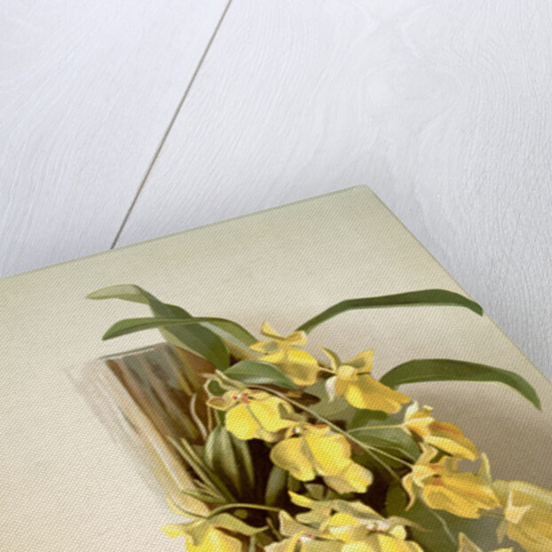 Onicidium concolor by F. Sander