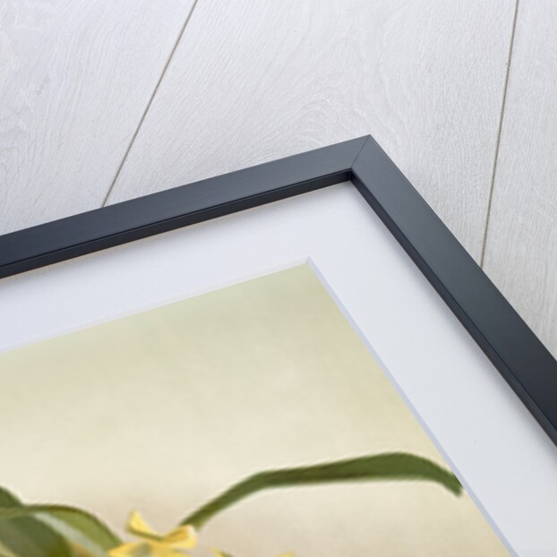 Onicidium concolor by F. Sander