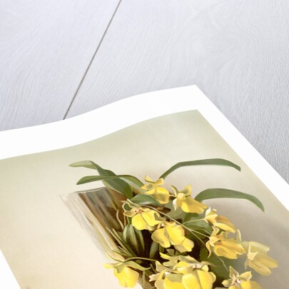 Onicidium concolor by F. Sander