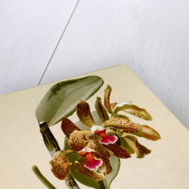 Cattleya granulosa var schofieldiana by F. Sander