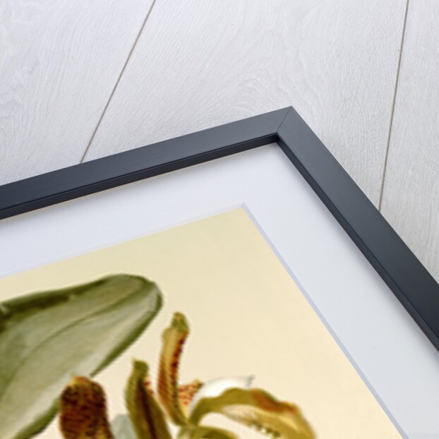 Cattleya granulosa var schofieldiana by F. Sander