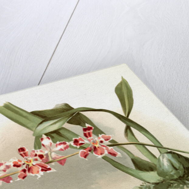 Odontoglossum (hybridum) leroyanum by F. Sander