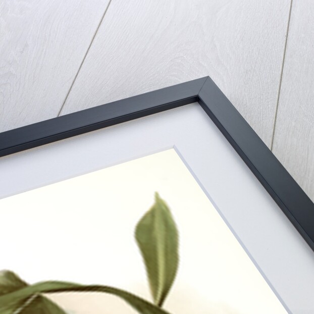 Odontoglossum (hybridum) leroyanum by F. Sander