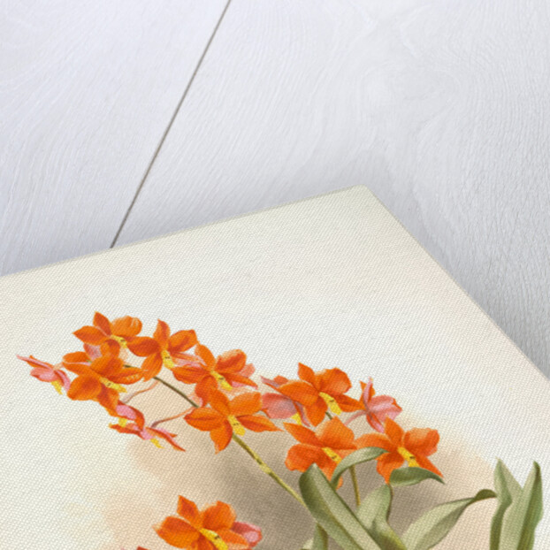 Epidendrum vitellinum by F. Sander