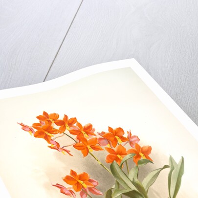 Epidendrum vitellinum by F. Sander