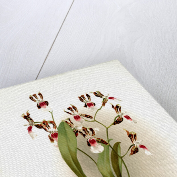 Odontoglossum schröderianum by F. Sander