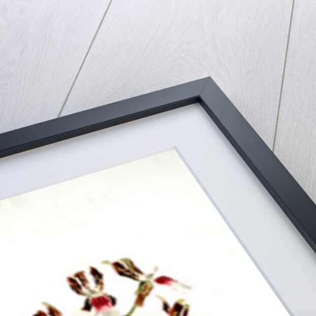 Odontoglossum schröderianum by F. Sander