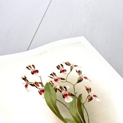 Odontoglossum schröderianum by F. Sander