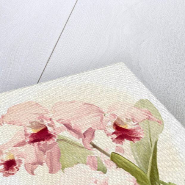 Cattleya labiata by F. Sander