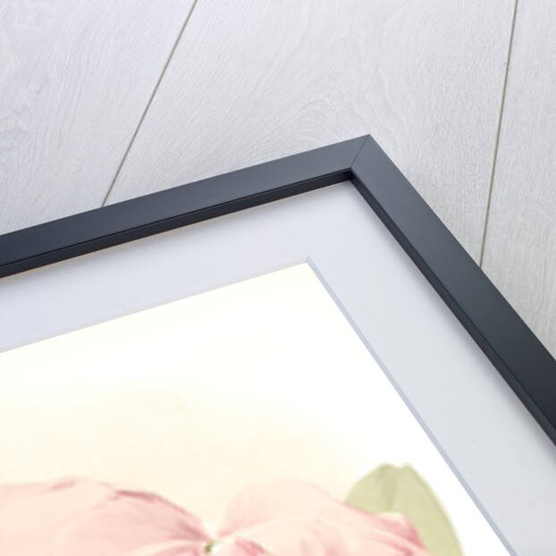 Cattleya labiata by F. Sander